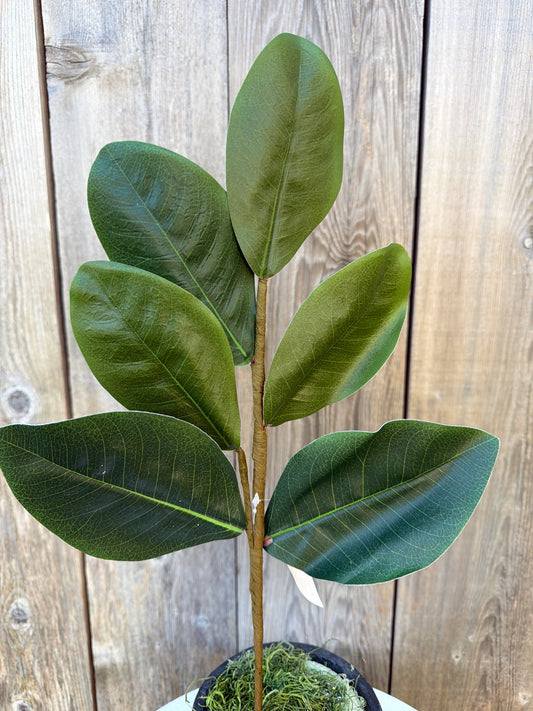 Sweetbay Magnolia  Leaves    30355