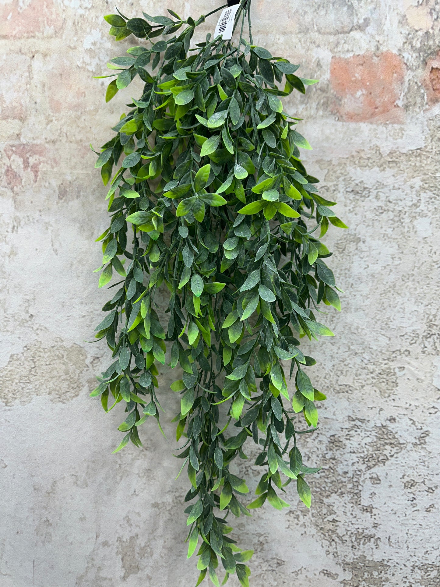 RUSCUS HANGING VINE     81584