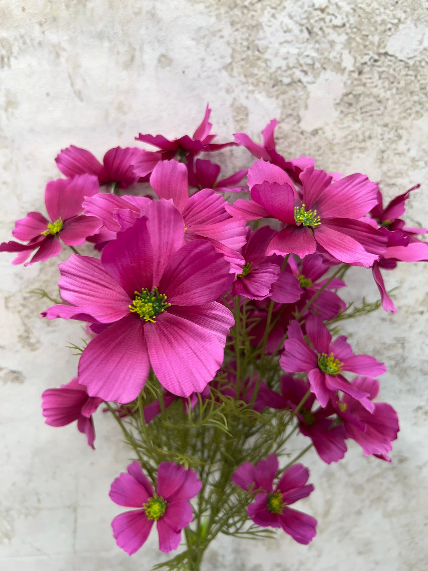 Garden Cosmos Bush   63664BT