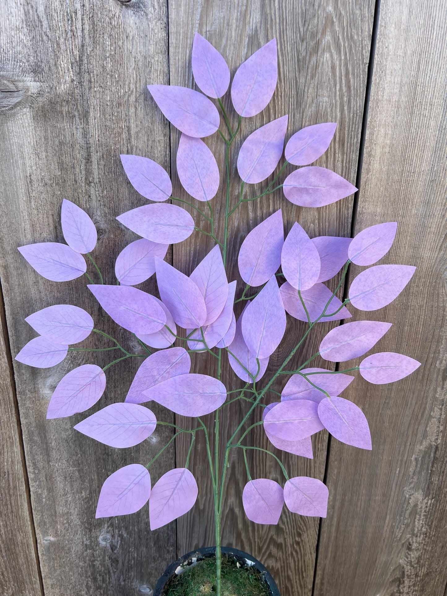 FICUS SPRAY LAVENDER (BUNDLE6)   85352-LV