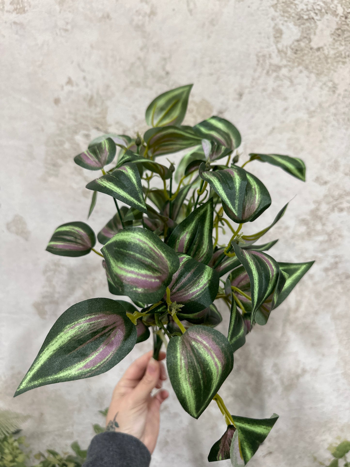 Tradescantia Bush   13648PUGN