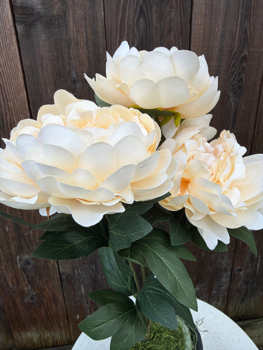 PEONY BUSH    85212-BG