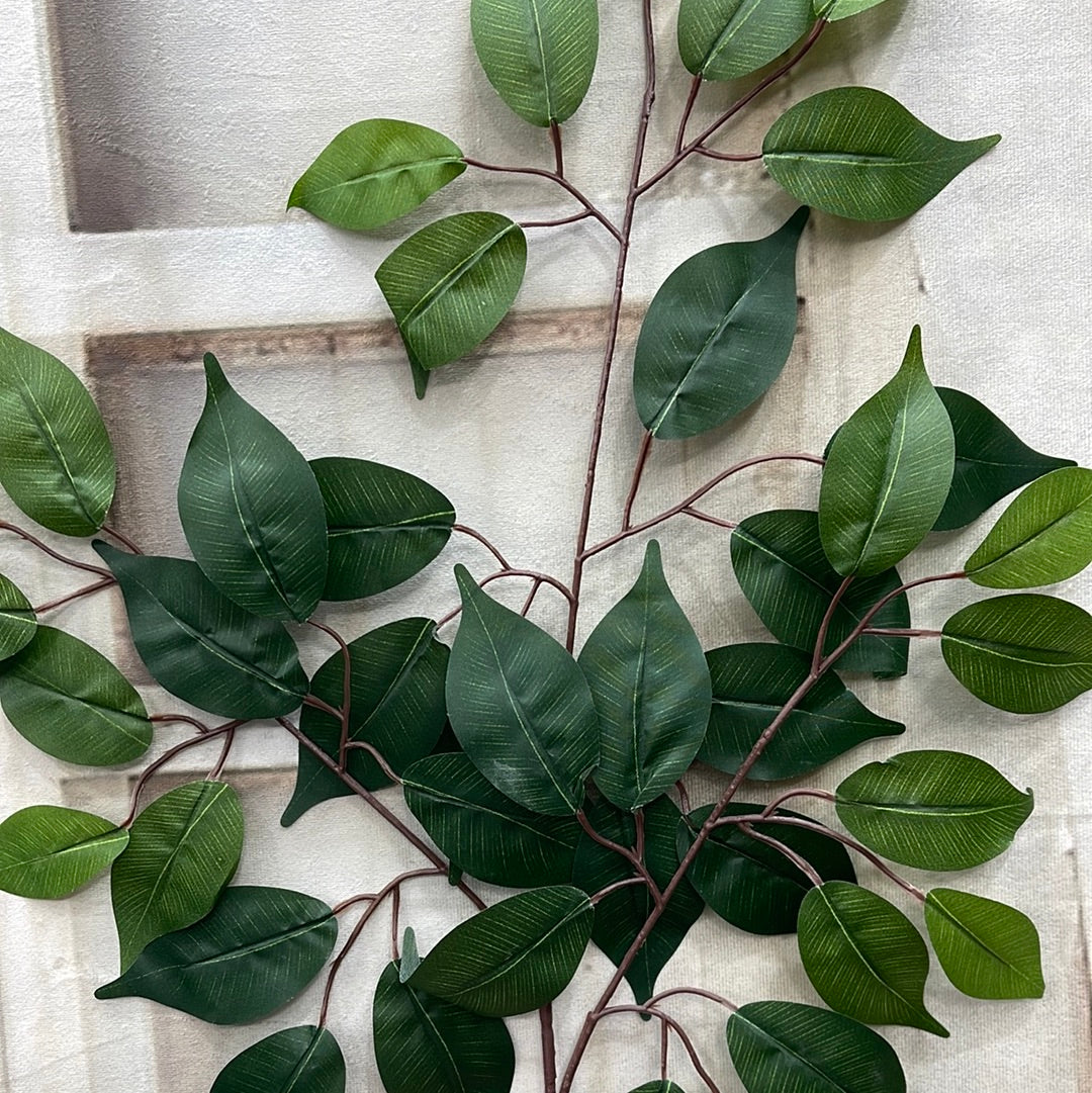 FICUS SPRAY   57000-GN