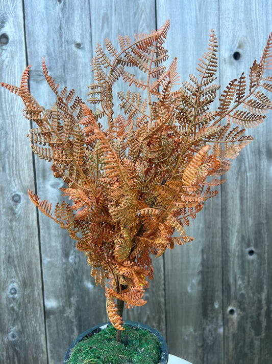 Fern Bush   57319OR