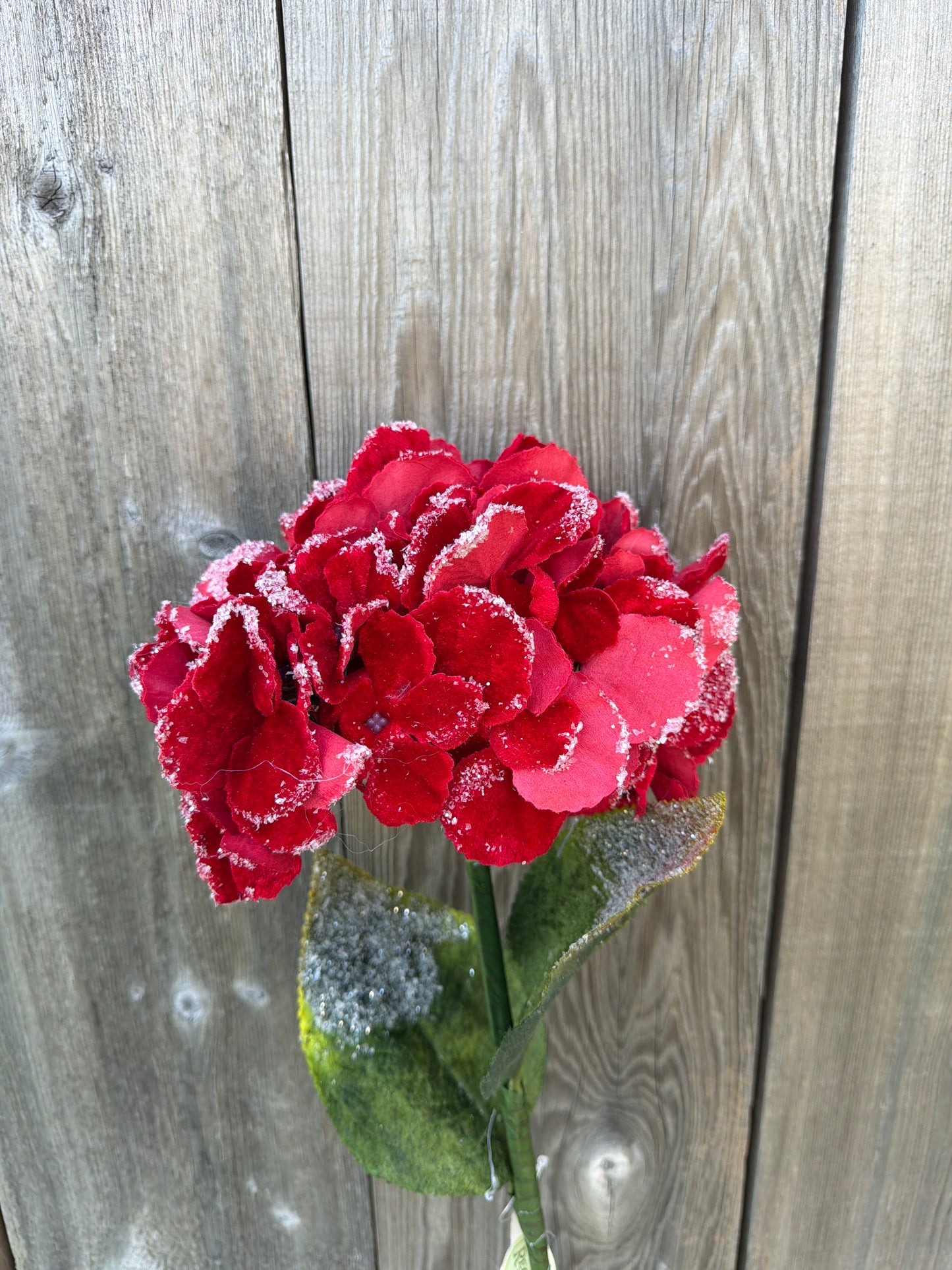SNOW EDGED VELVET HYDRAGNEA STEM     MTX74465