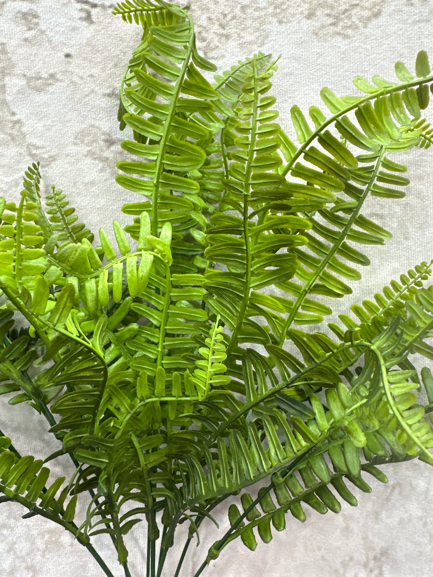 PLS BOSTON FERN BSH   43361