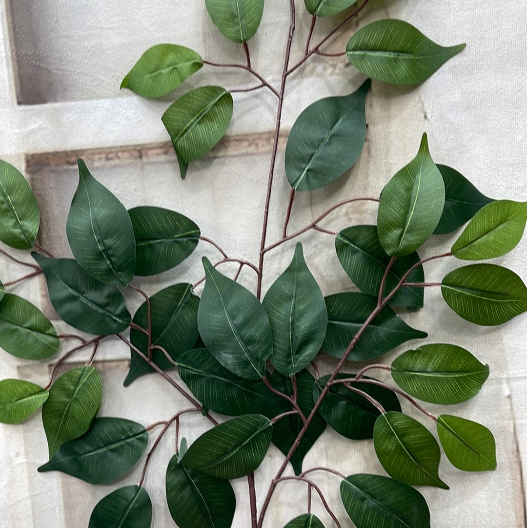 FICUS SPRAY   57000-GN