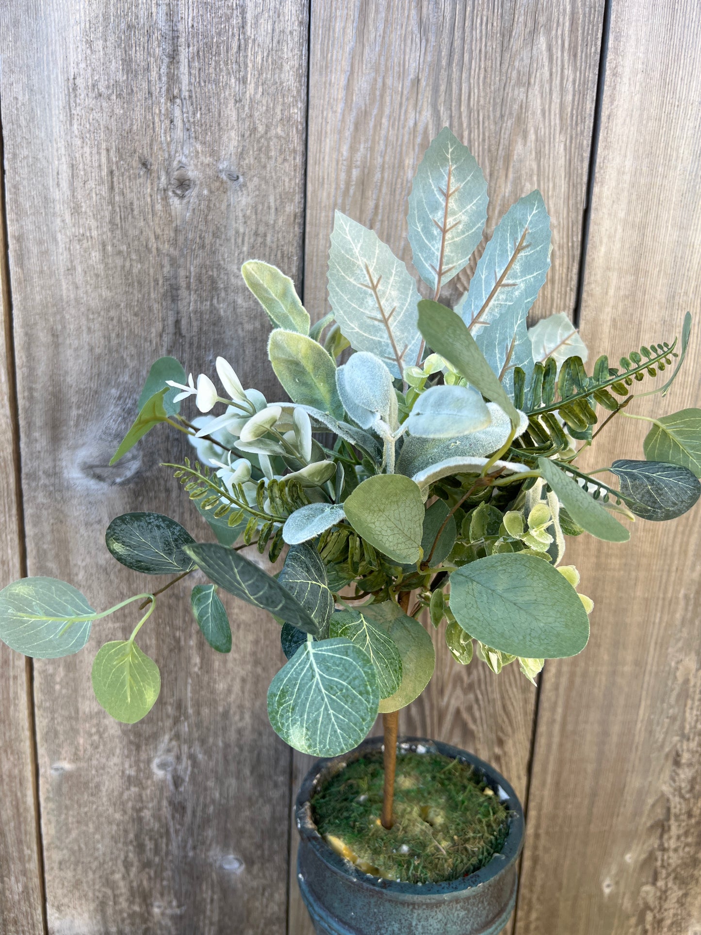 MIXED LAMBS EAR   65569