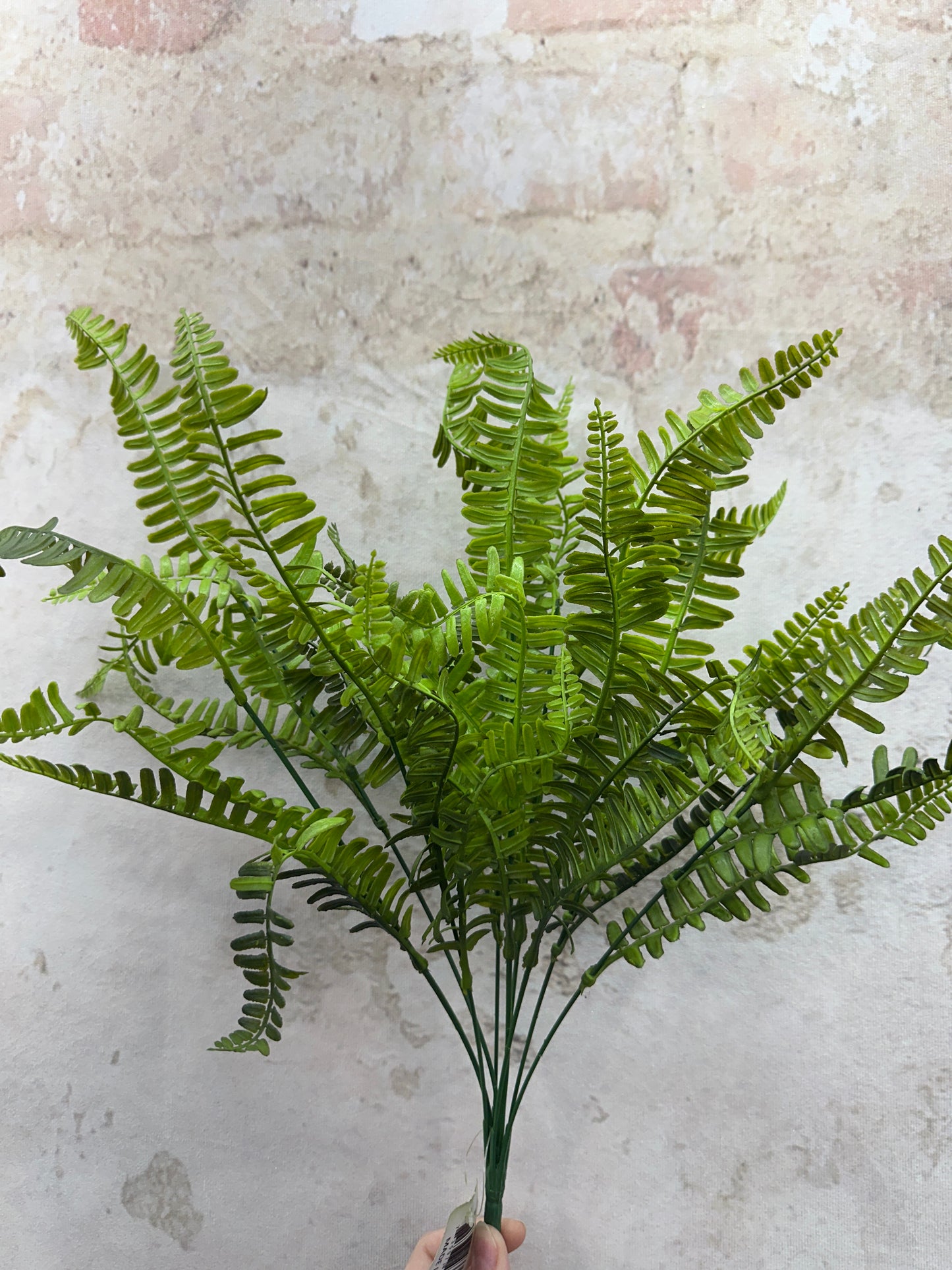 PLS BOSTON FERN BSH   43361