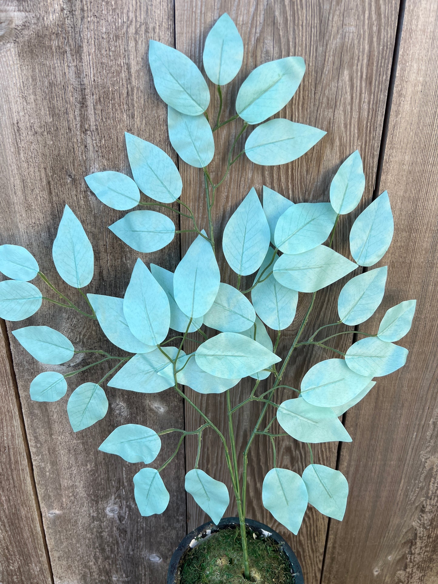 FICUS SPRAY BLUE (BUNDLE6)   85352-BL