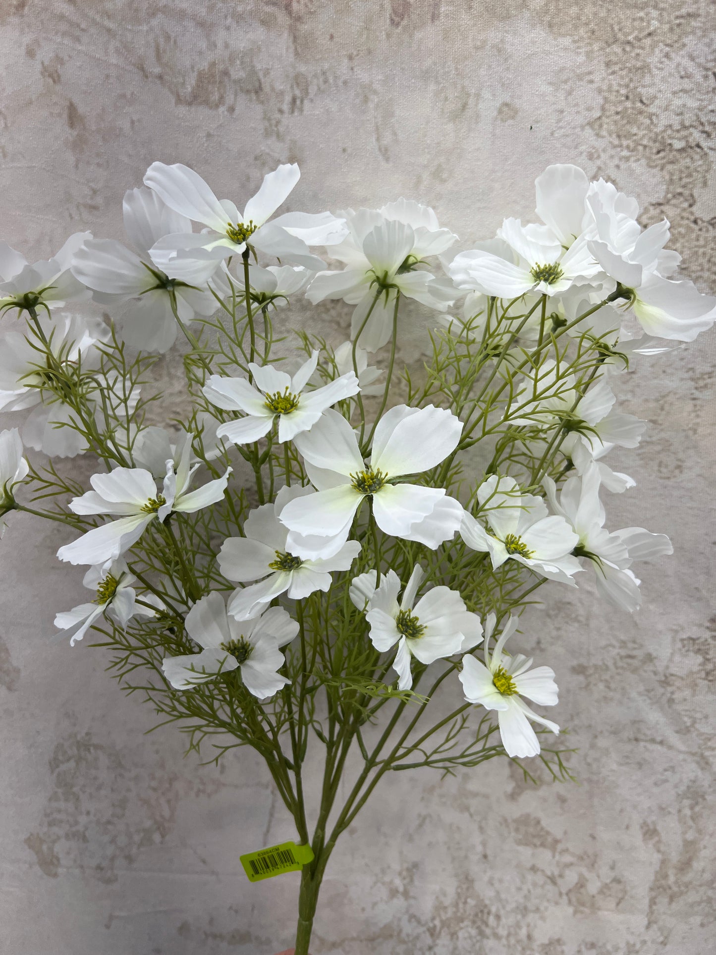 Garden Cosmos Bush   63664CM