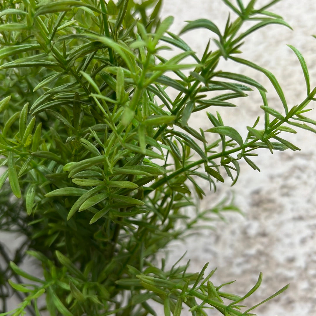 ROSEMARY BUSH    80402