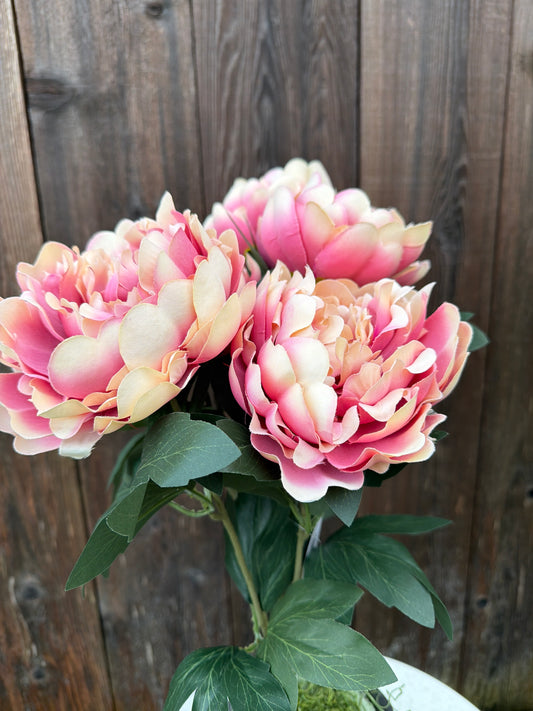 PEONY BUSH    85212-MV