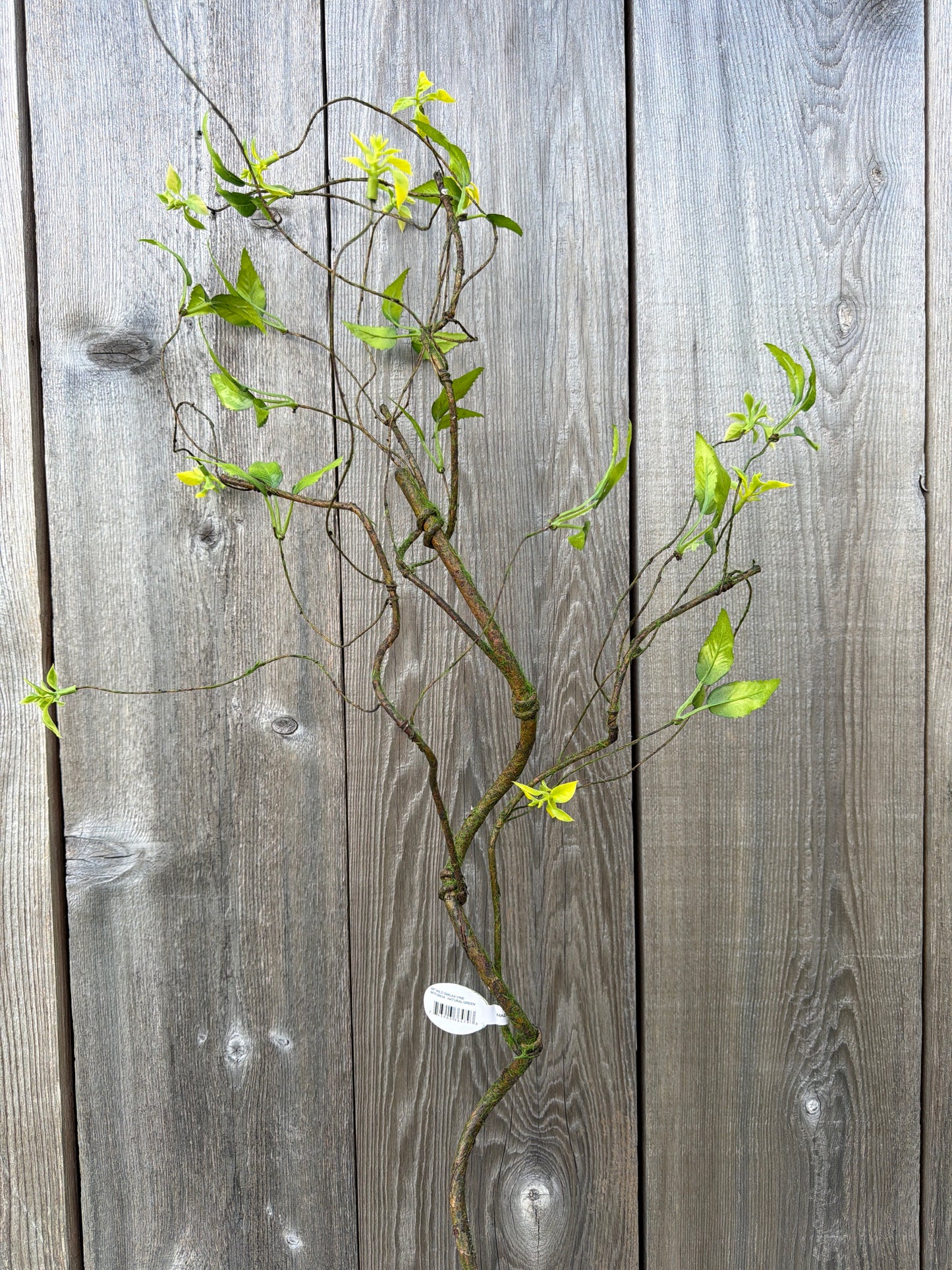 WILD SMILAX VINE    MTF26634
