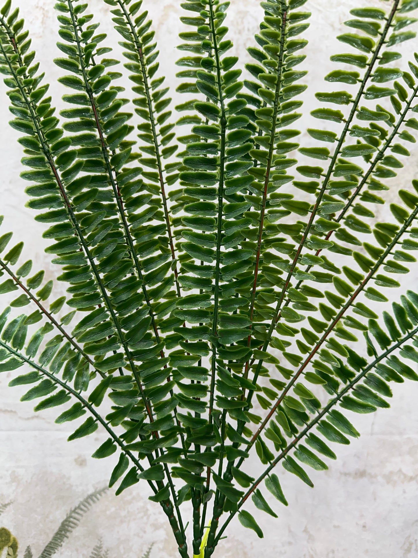 Boston Fern Bush   13619GN