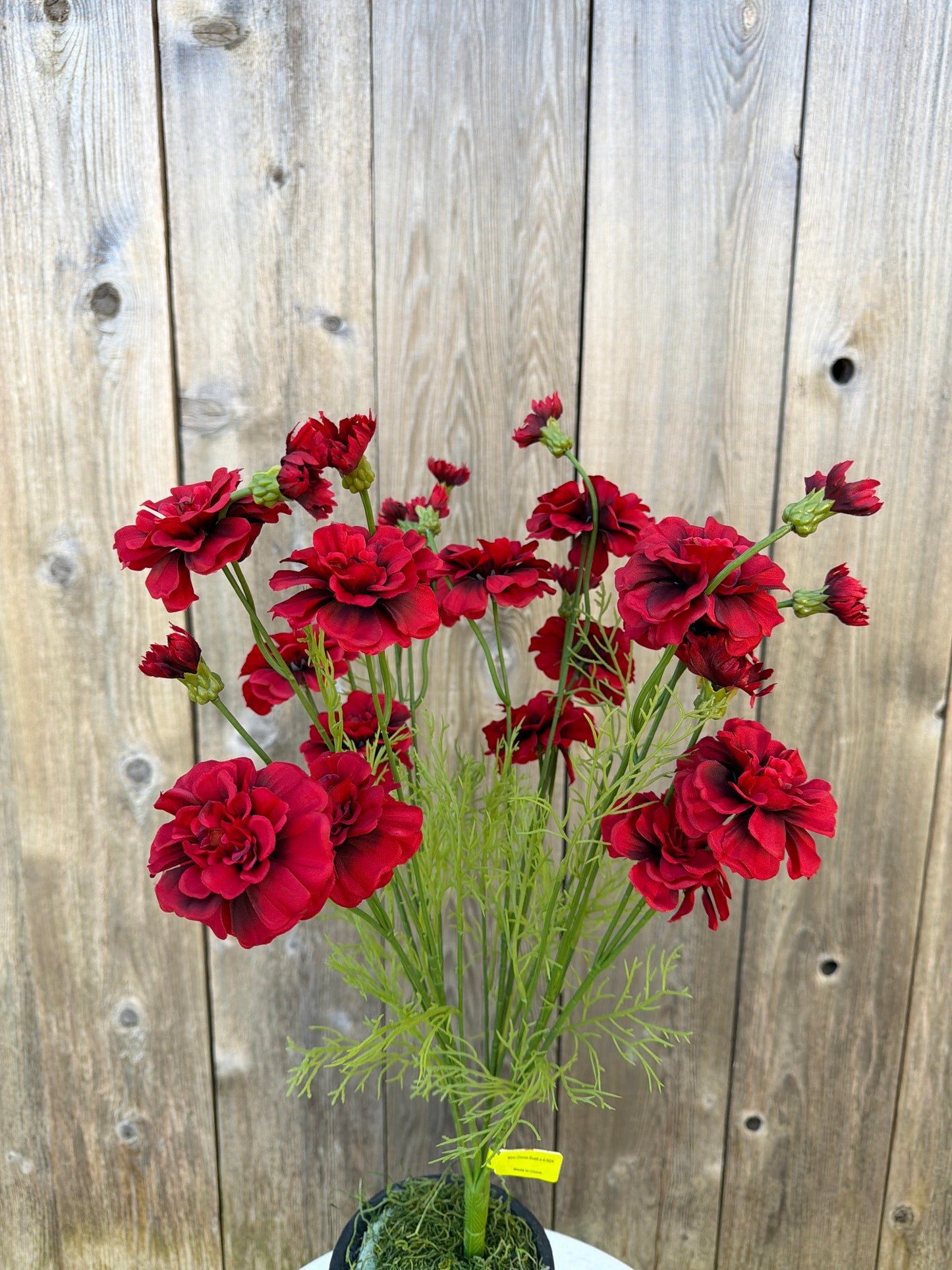 Mini Zinnia Bush  64017RD