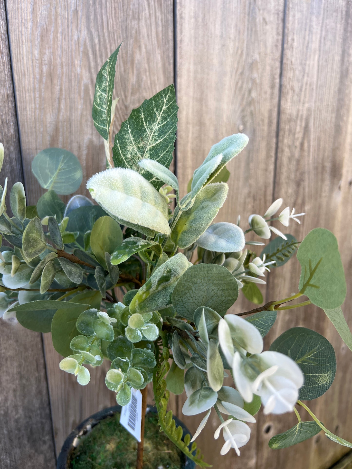 MIXED LAMBS EAR   65569