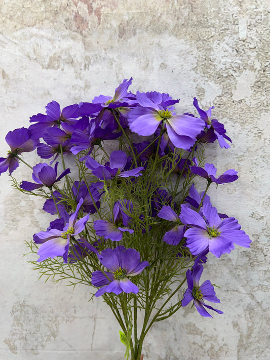 Garden Cosmos Bush   63664LV