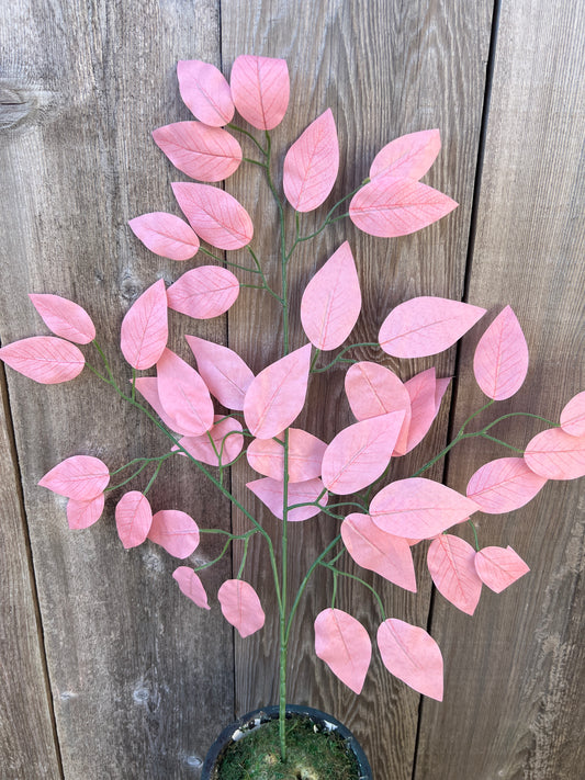 FICUS SPRAY PINK (BUNDLE6)   85352-PK