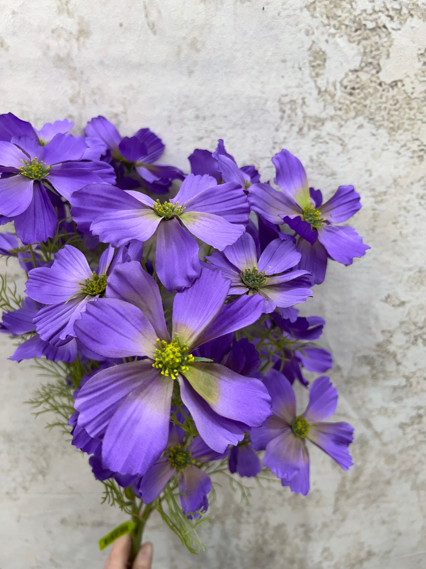 Garden Cosmos Bush   63664LV