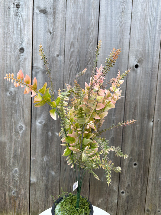 PLS FERN &LVS MX   59717