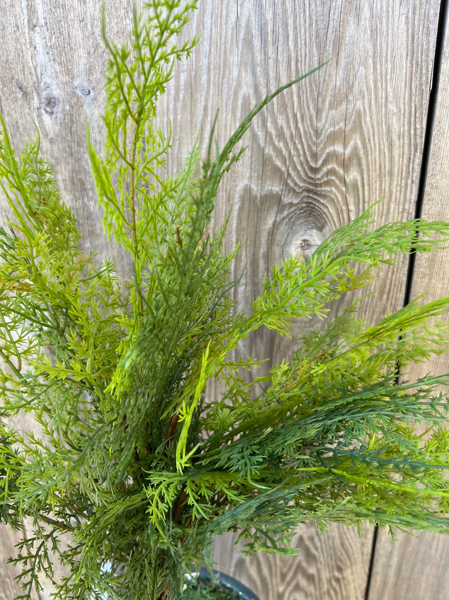 SOFT TOUCH ASPARAGUS   85545-UV