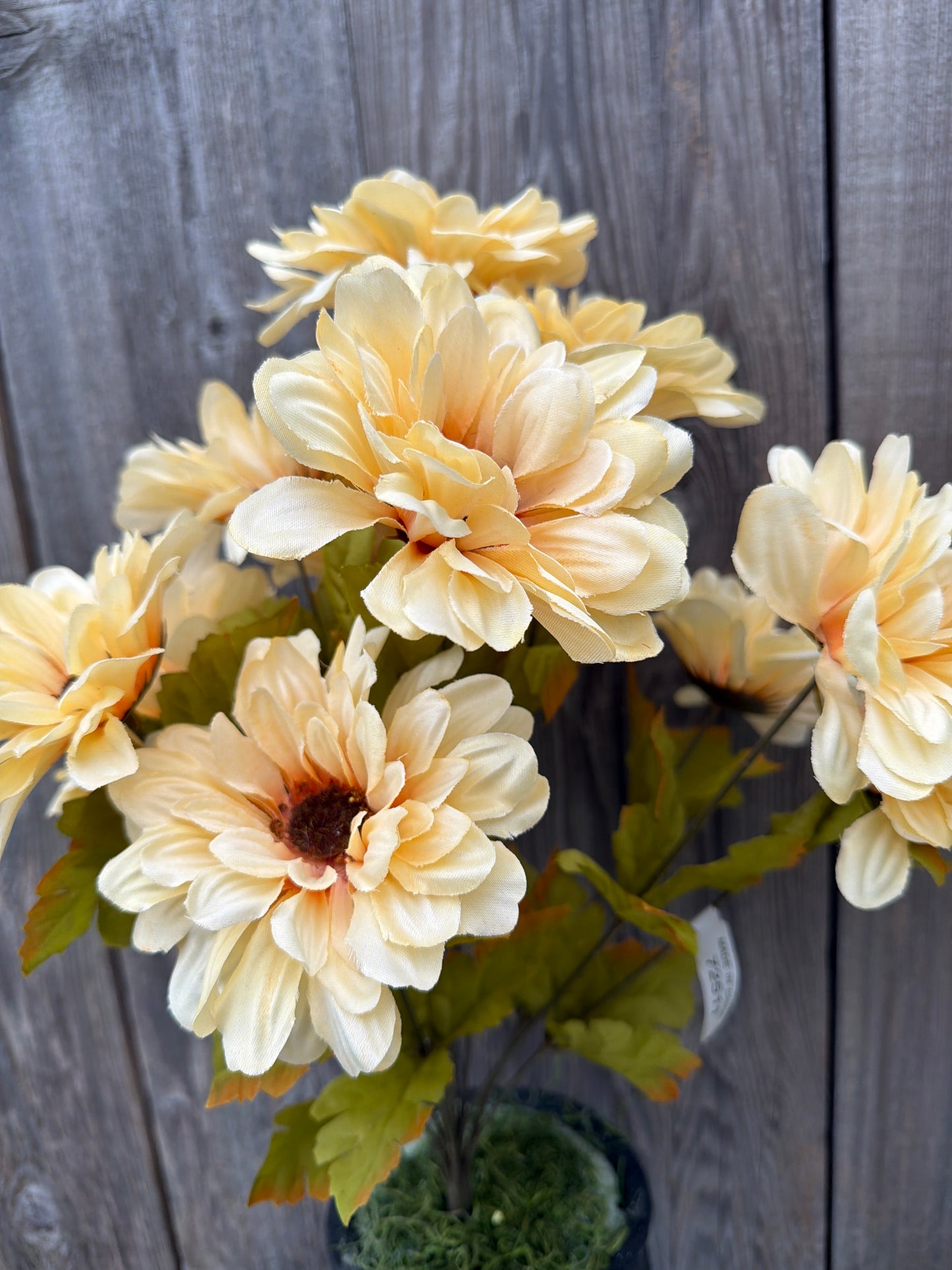 GERBER DAISY  YEL/CR   72511