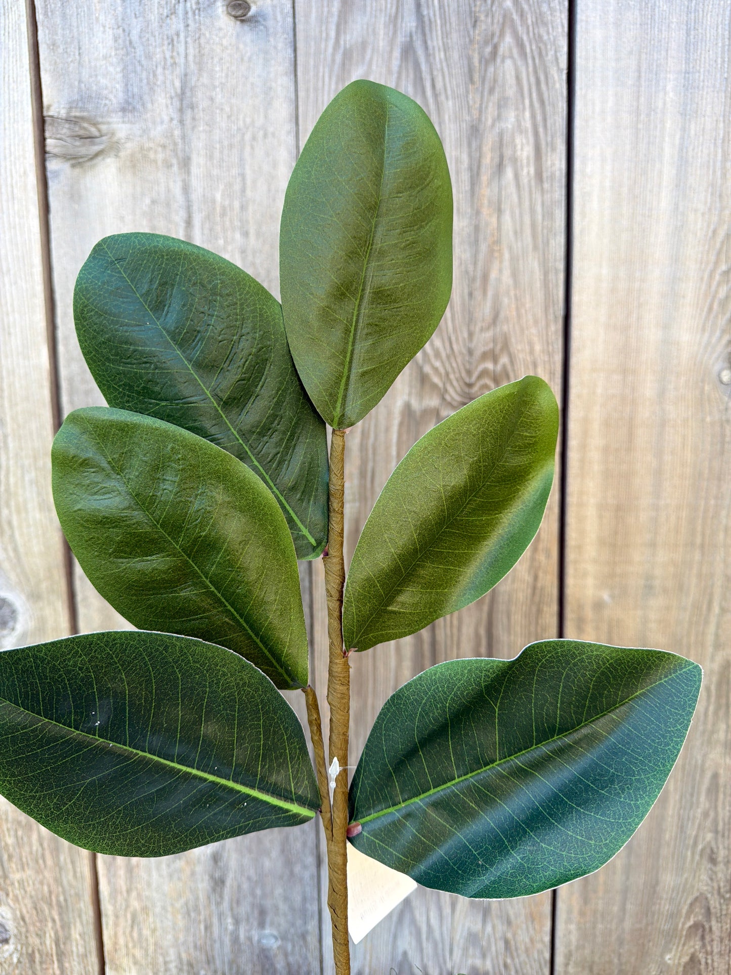 Sweetbay Magnolia  Leaves    30355