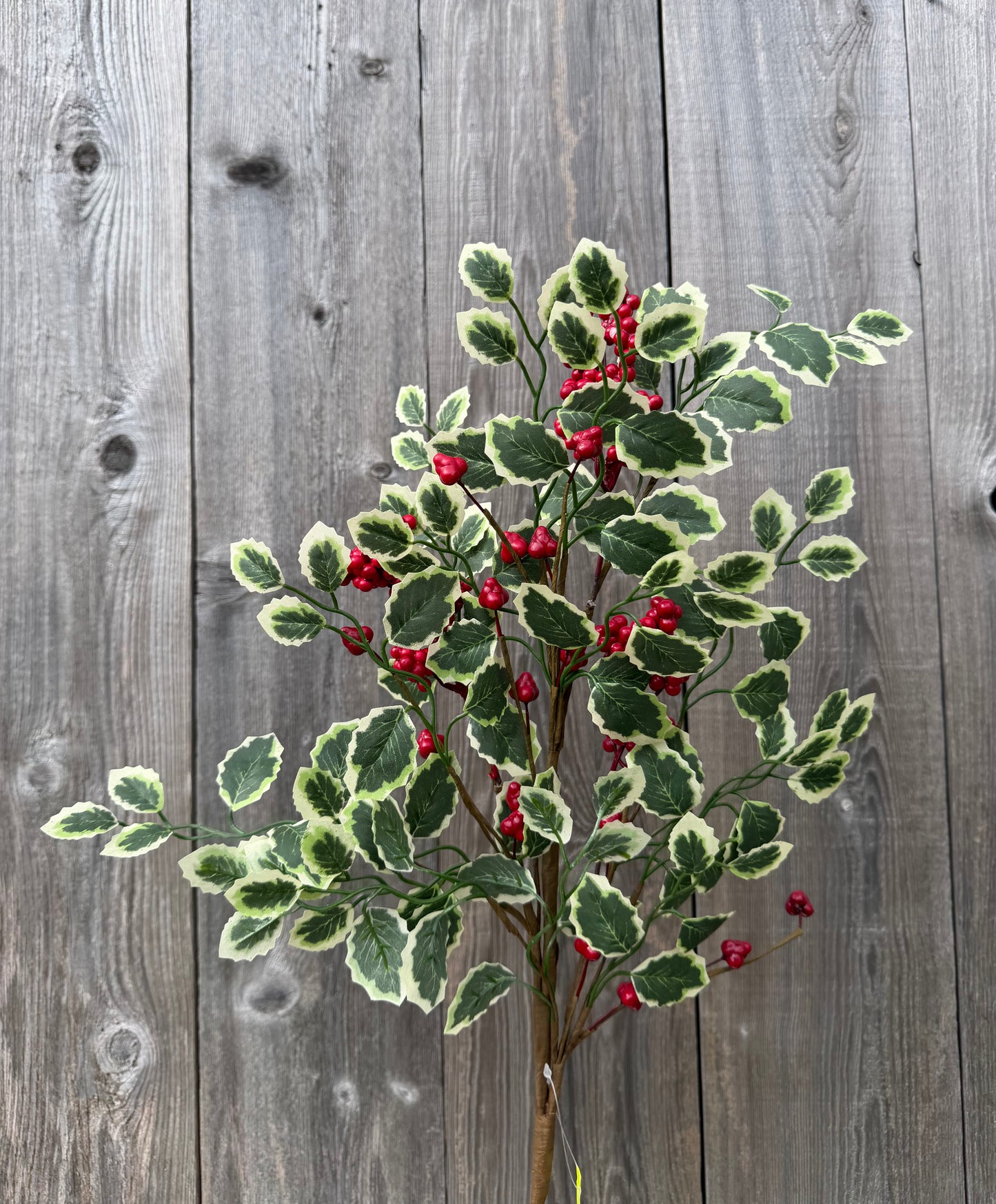 Berry Variegated Lvs Spray H28   86816RDGN