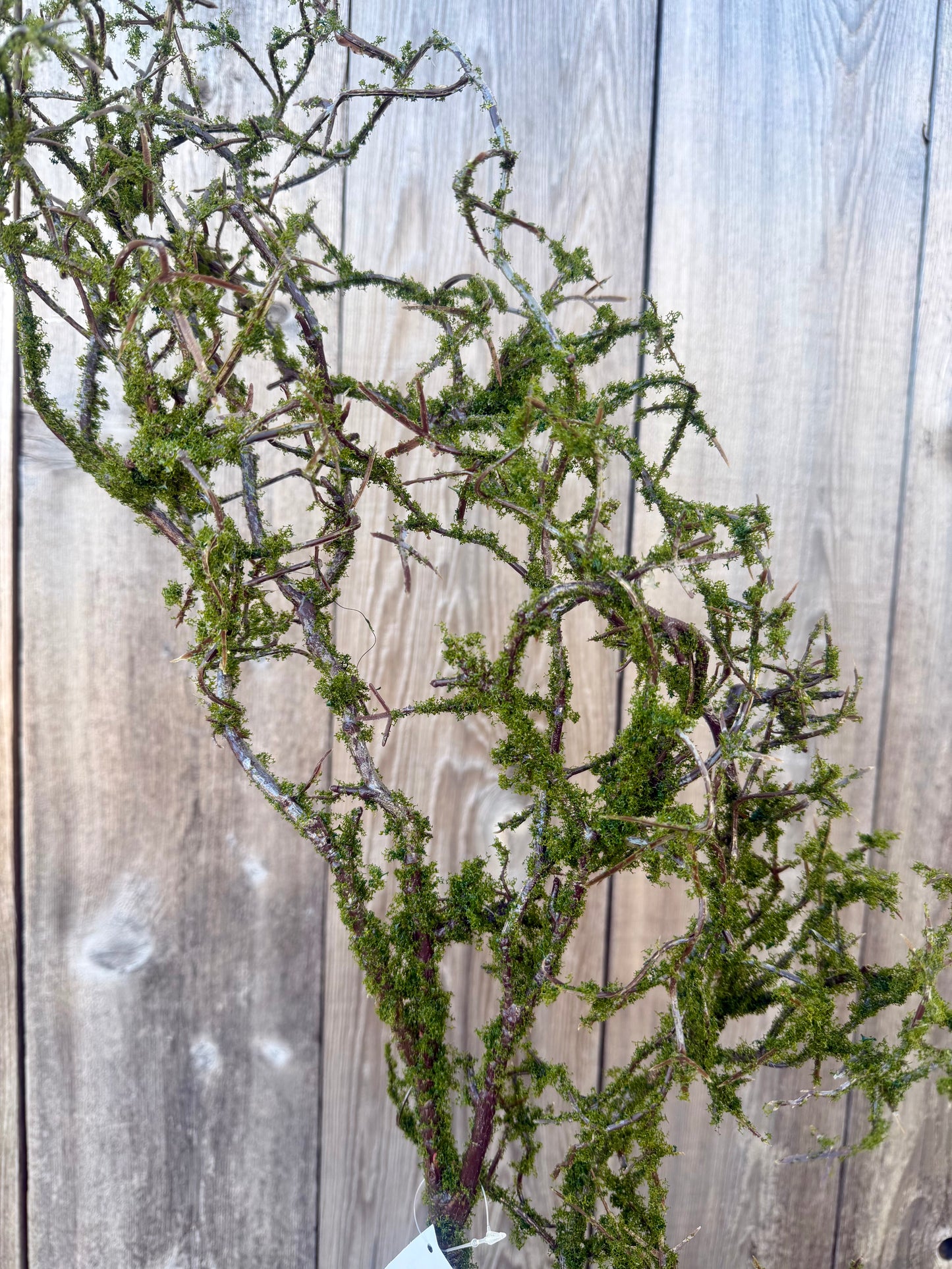 MOSS TWIG VINE   41838