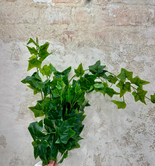 ENGLISH IVY HANGING   21160