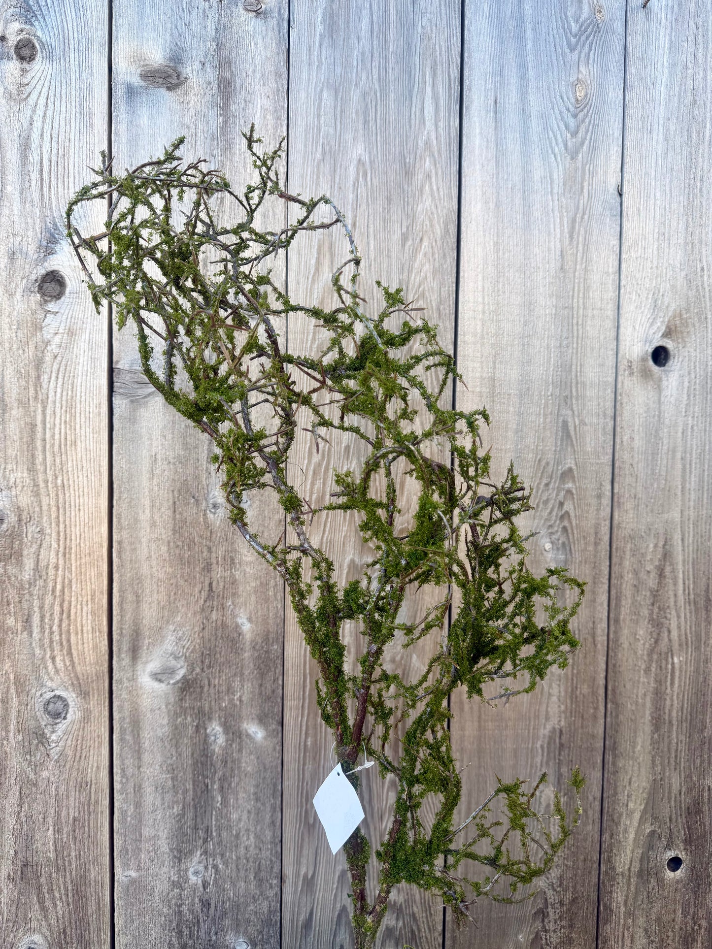 MOSS TWIG VINE   41838