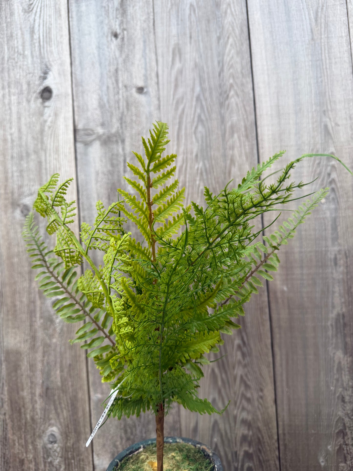 Multi Fern Spray   FG685809