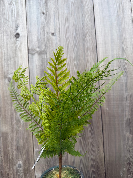 Multi Fern Spray   FG685809