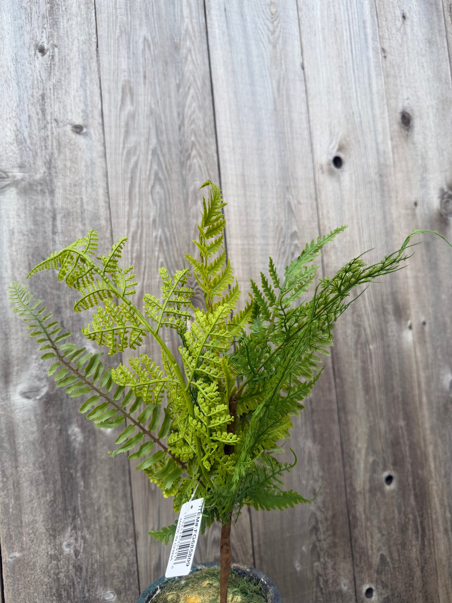 Multi Fern Spray   FG685809