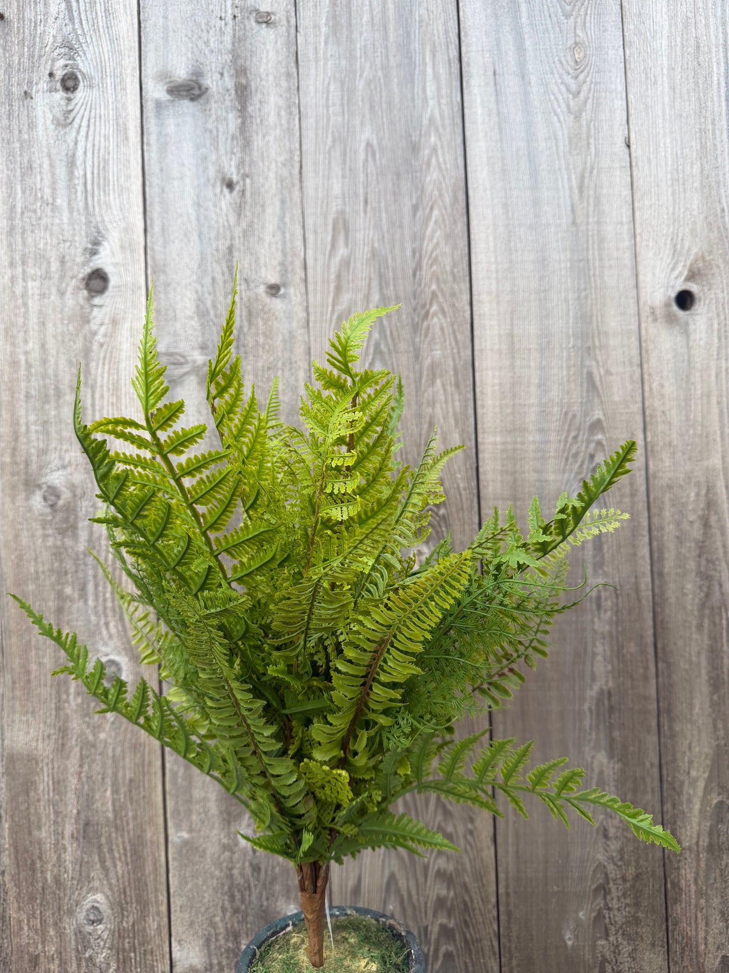 Multi Fern Bush    FG685909