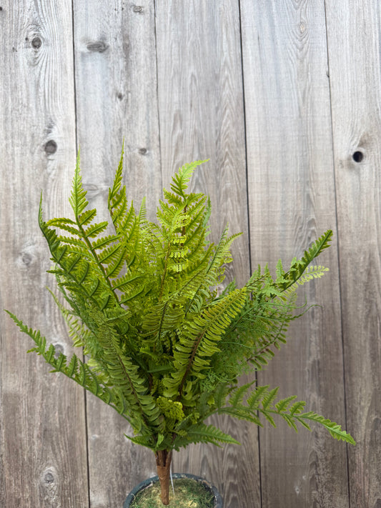 Multi Fern Bush    FG685909