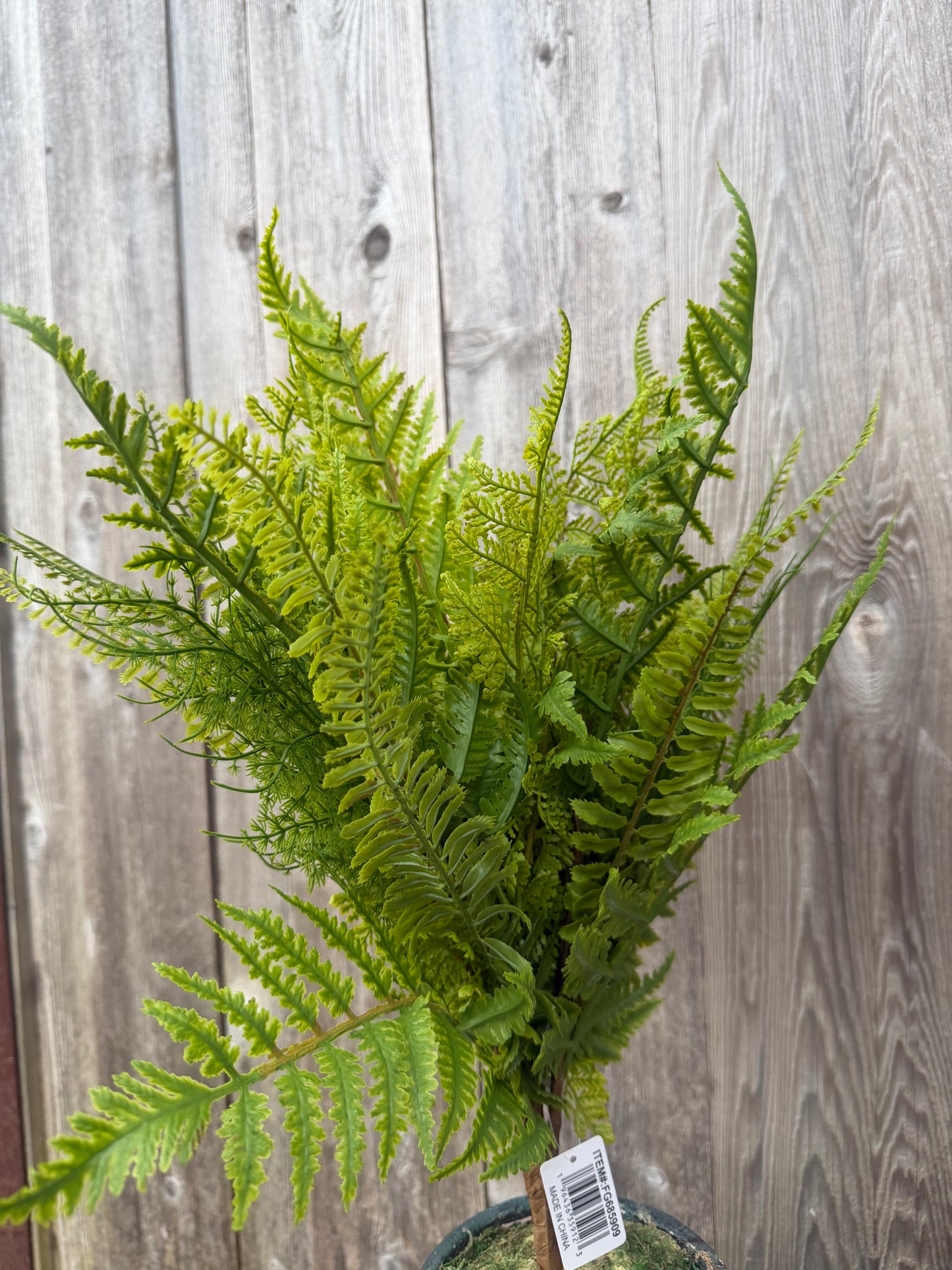 Multi Fern Bush    FG685909