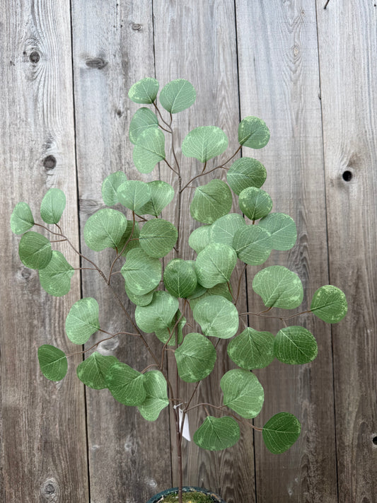 Apple Leaf Spray   FG671630 SET OF SIX