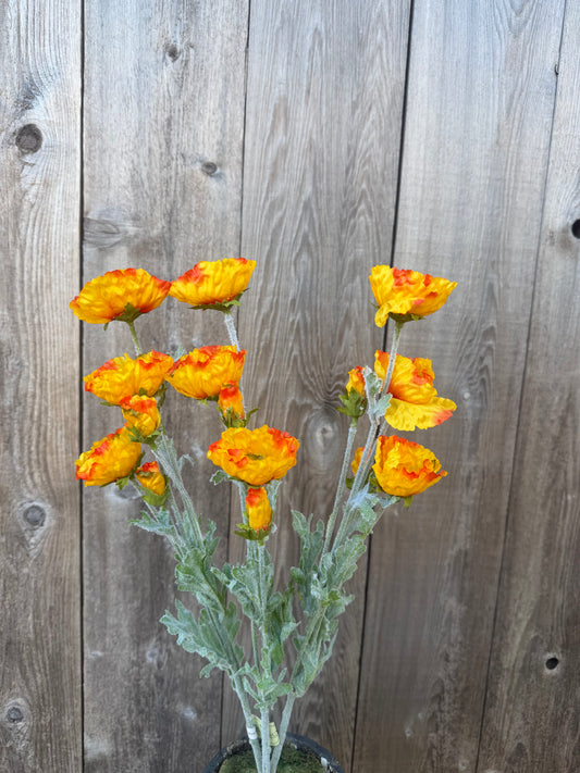 POPPY BUSH   MTF26922