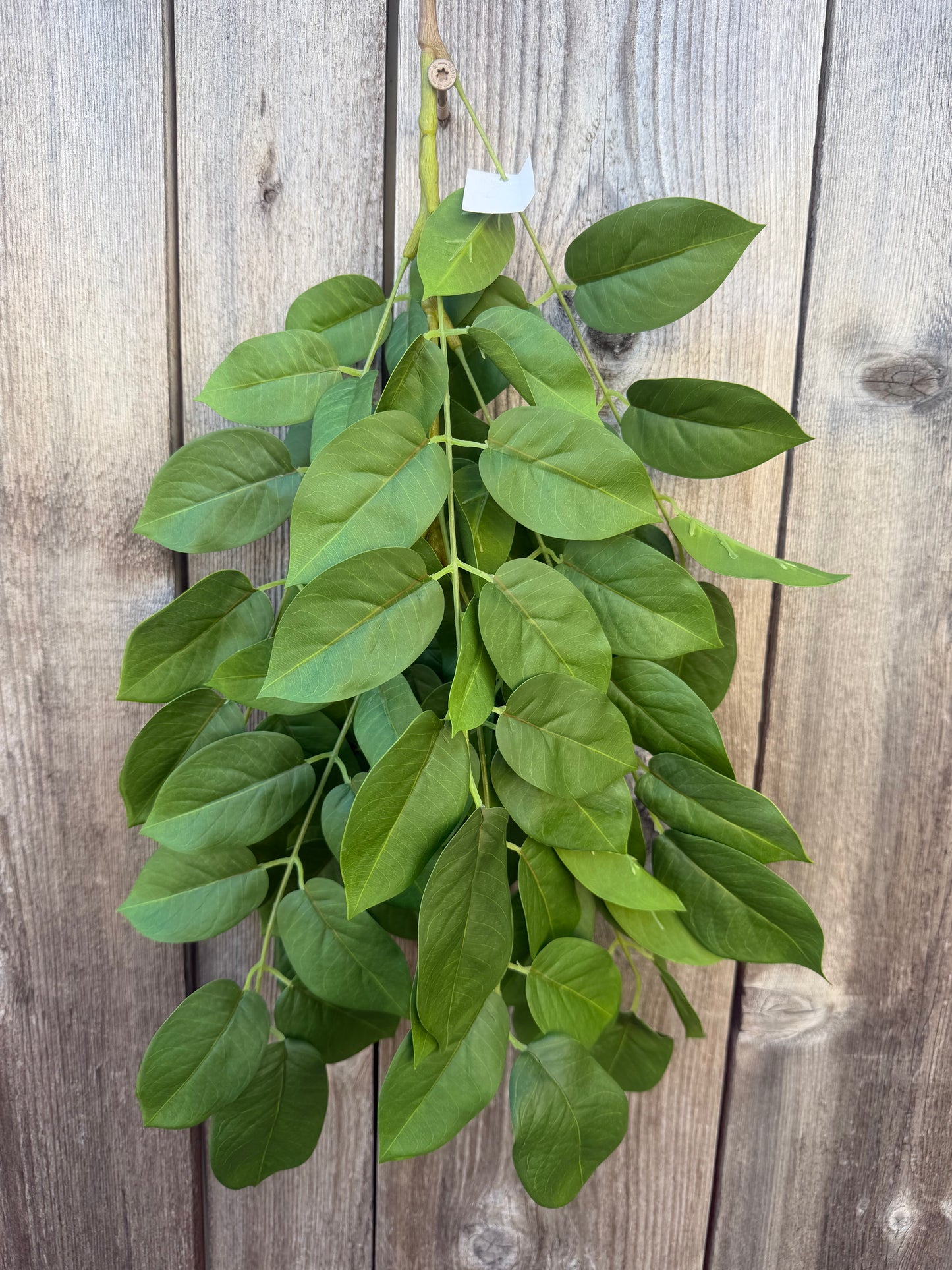 FICUS BRANCH           FT181509