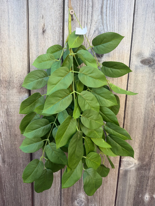 FICUS BRANCH           FT181509