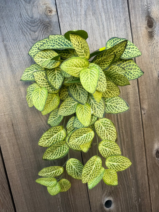 Fittonia Hanging Bush     13677LMGN