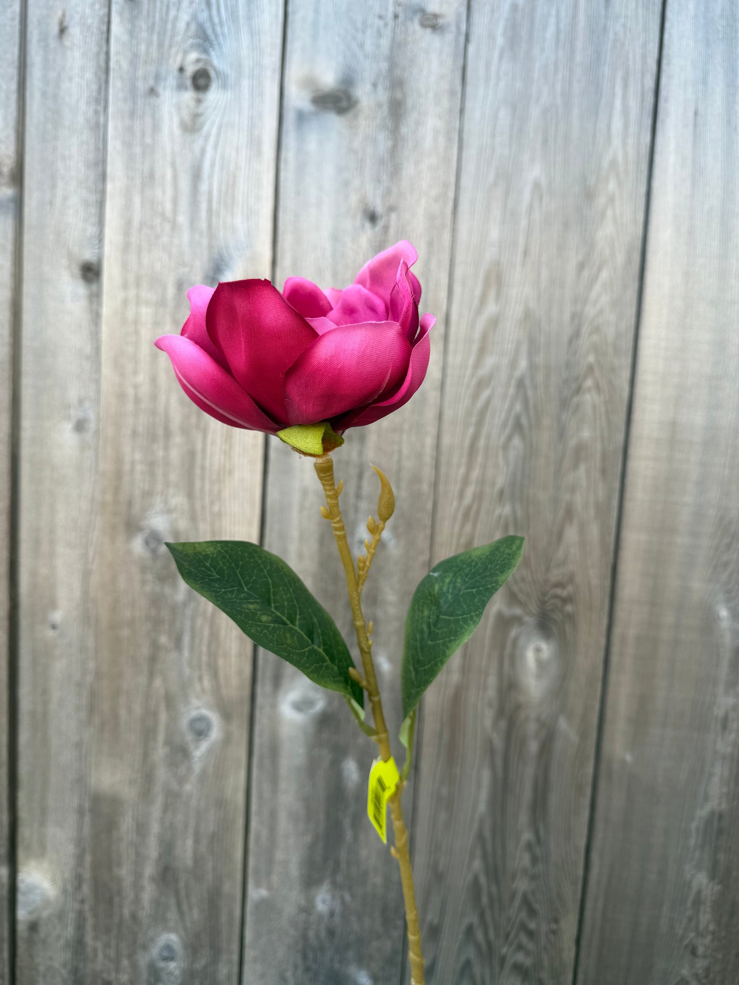 Magnolia Stem   29479BT