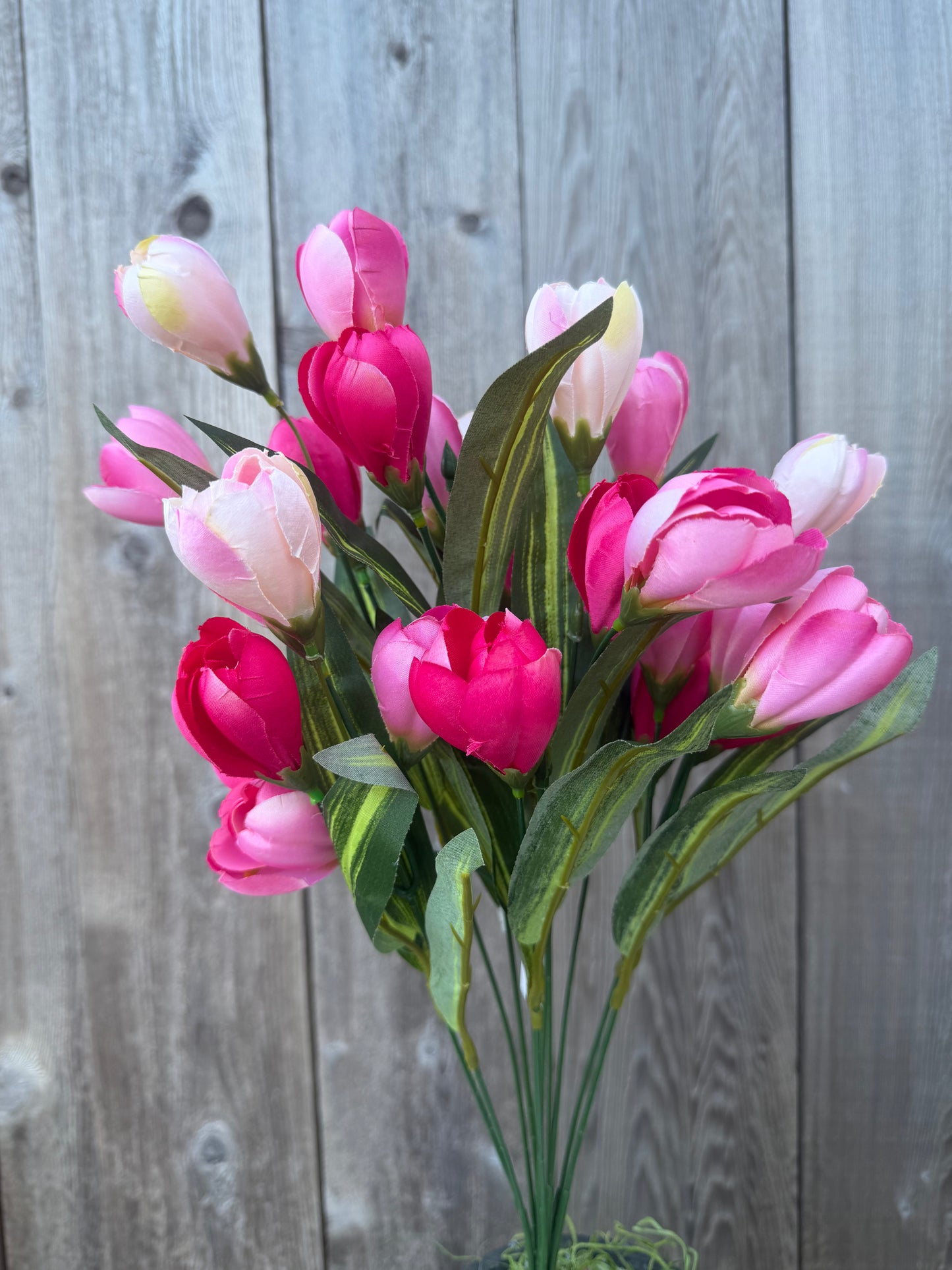 TULIP BUSH   85476-PKBTY
