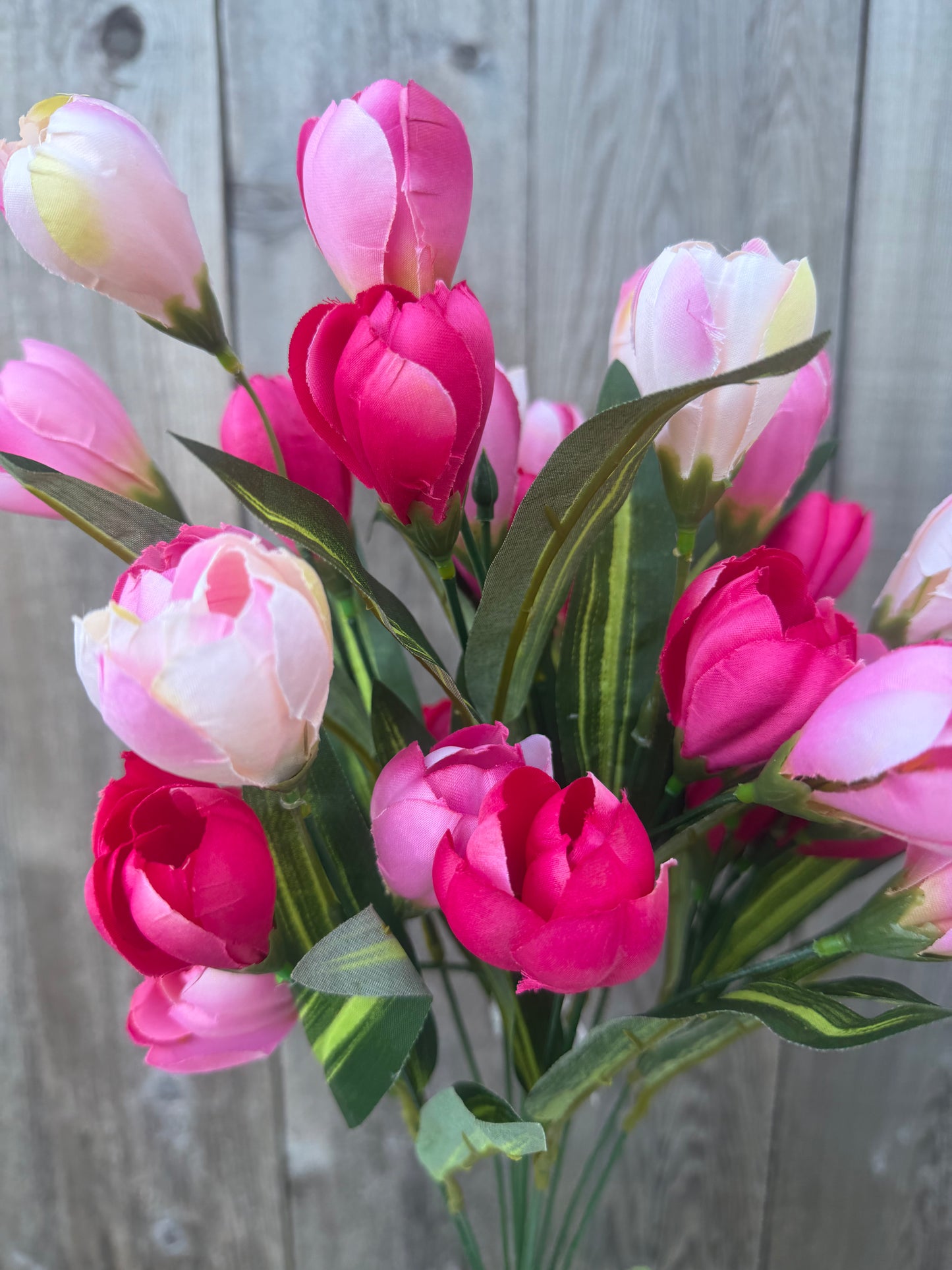 TULIP BUSH   85476-PKBTY