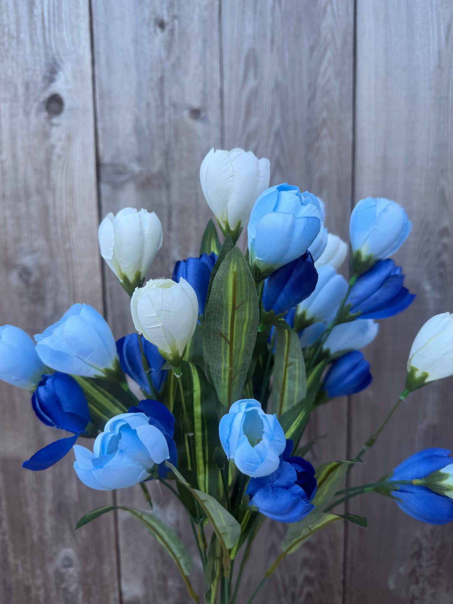 TULIP BUSH   85476-BLCR