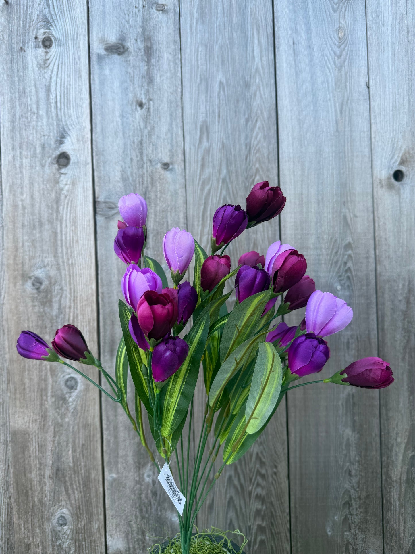 TULIP BUSH   85476-PUBG