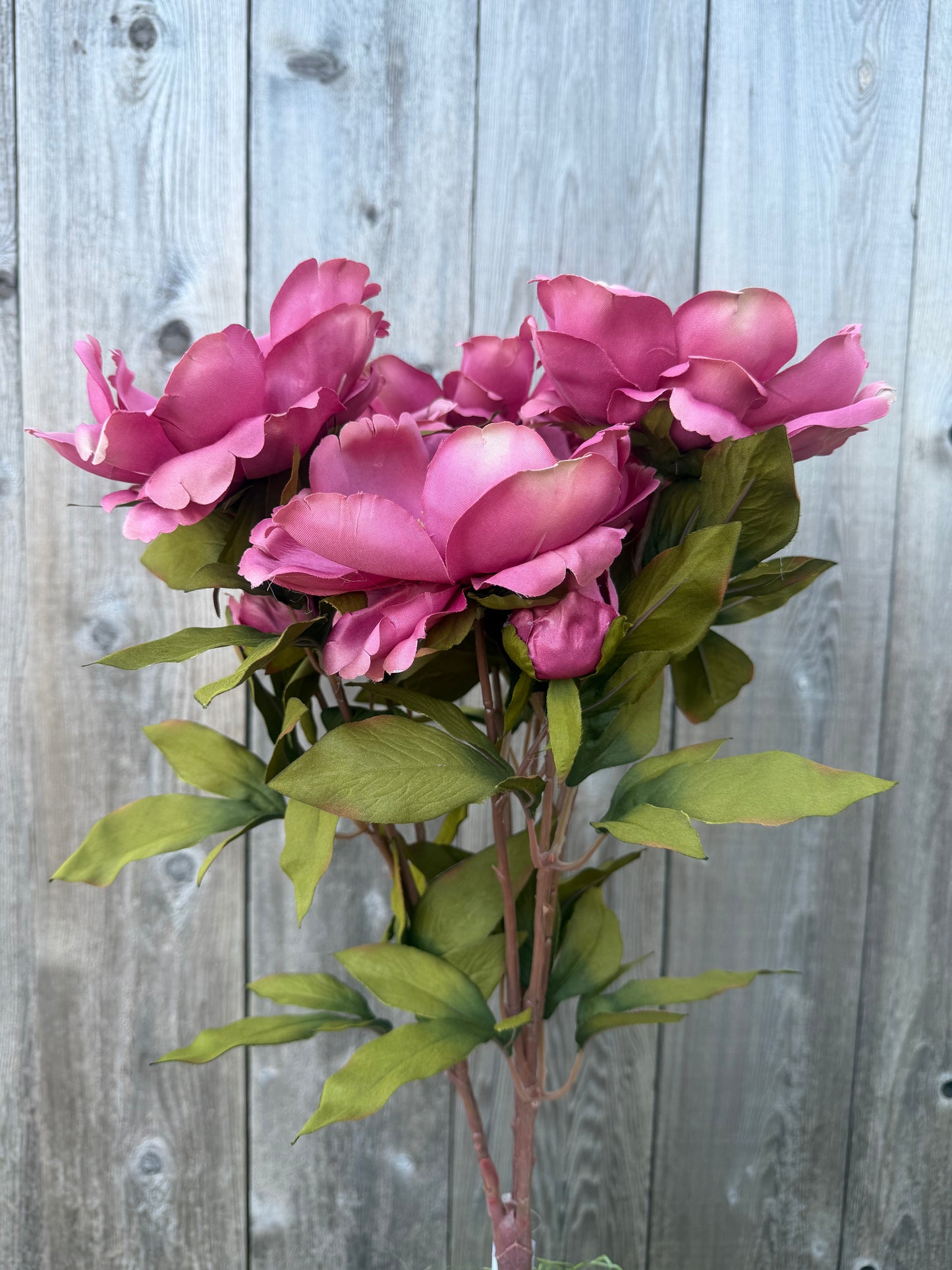 MAGNOLIA BUSH   52371-MV