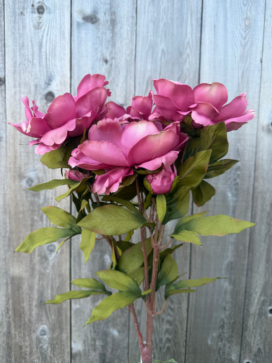 MAGNOLIA BUSH   52371-MV